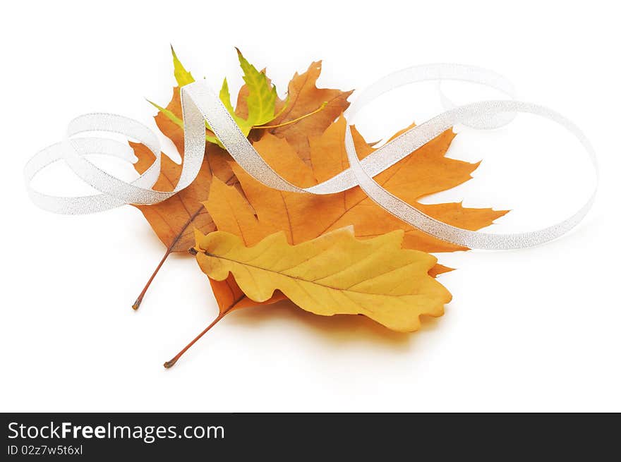 Different autumn leaves on white background. Different autumn leaves on white background.