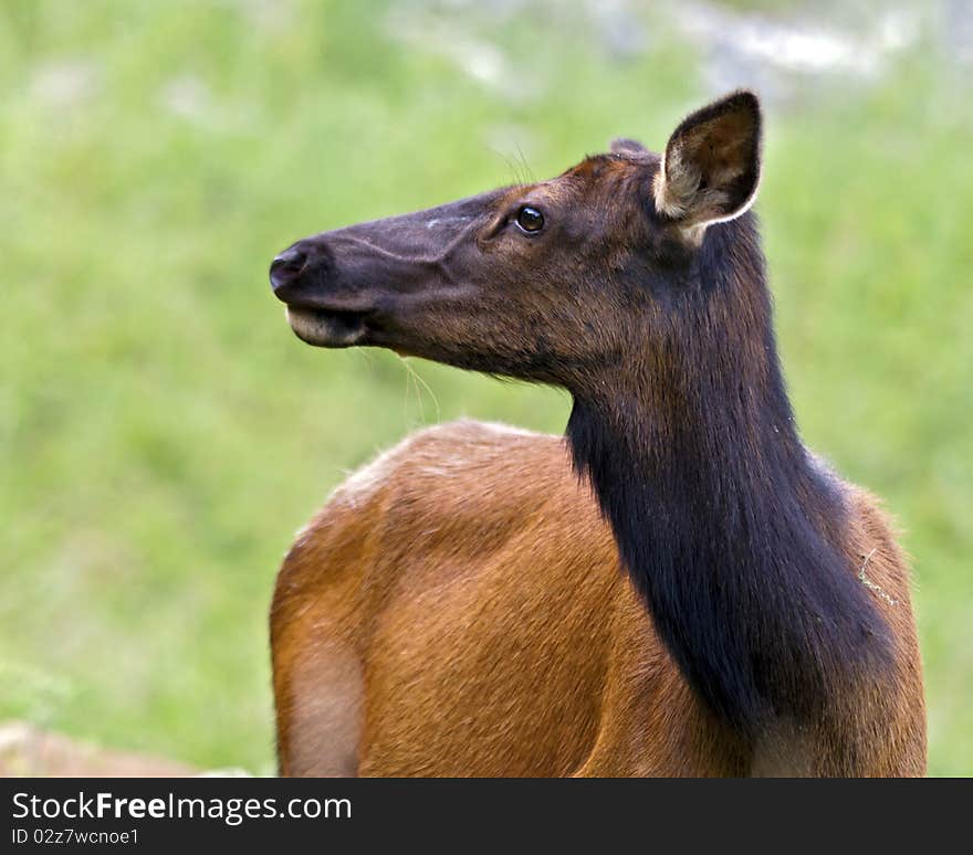 Portrait of an elk doe