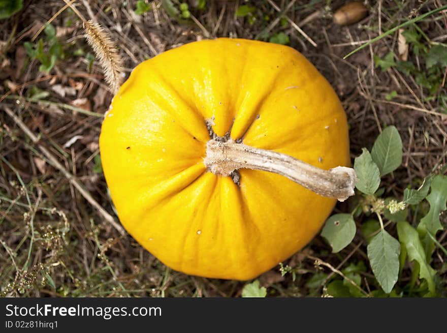 Yellow pumpkin growing in garden