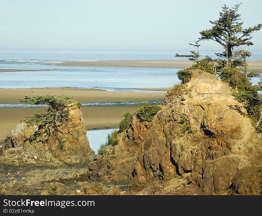 Low tide tree