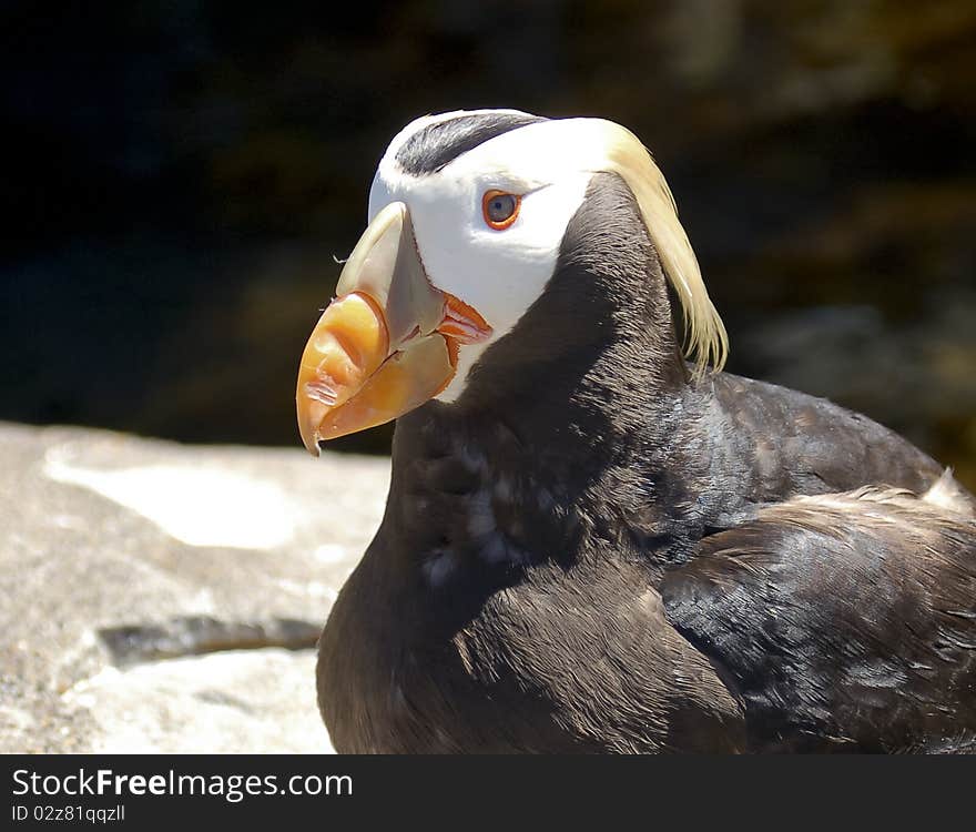 Puffin Head