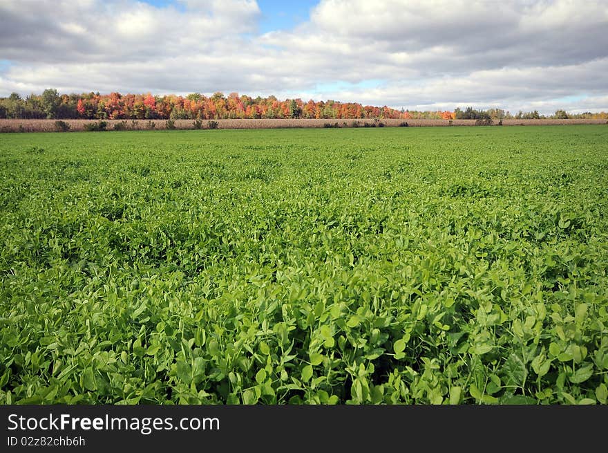 Clouds and green field