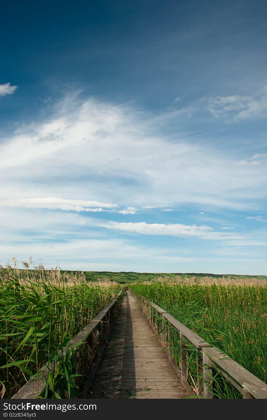 Boardwalk in marsh