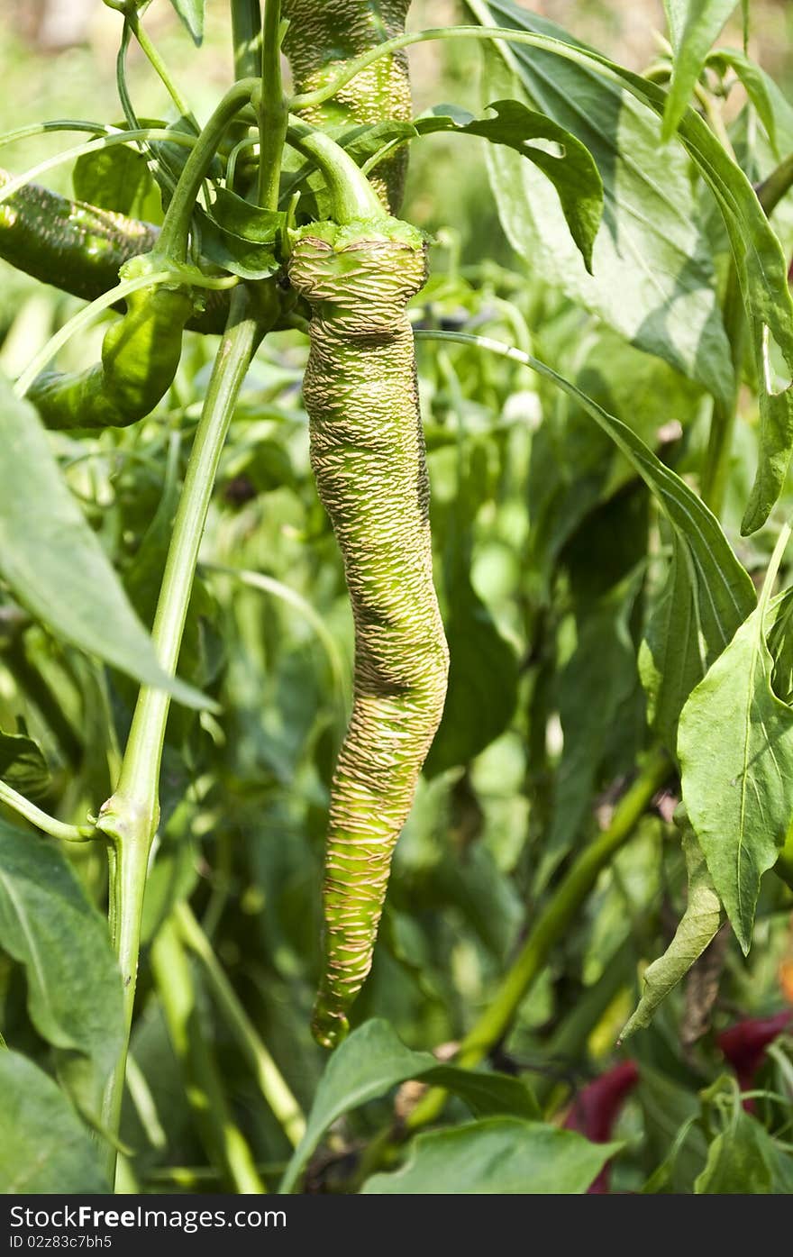 Green peppers