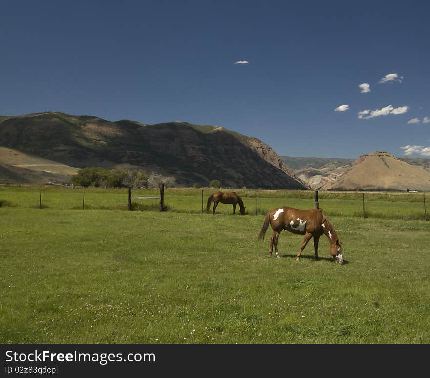 A pastoral scene of horses, green pastures and mountains in the background. A pastoral scene of horses, green pastures and mountains in the background.