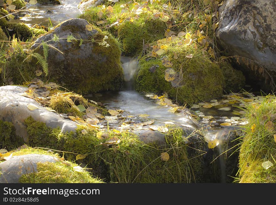 Grassy pool