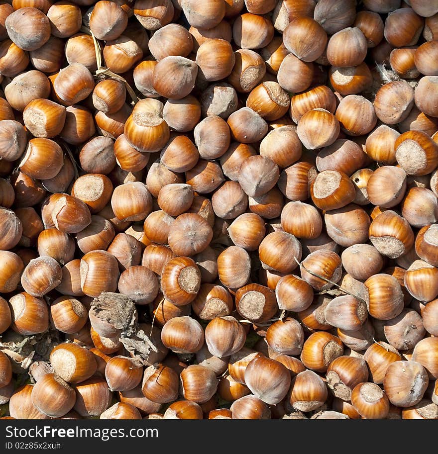 Background texture made of hazelnuts