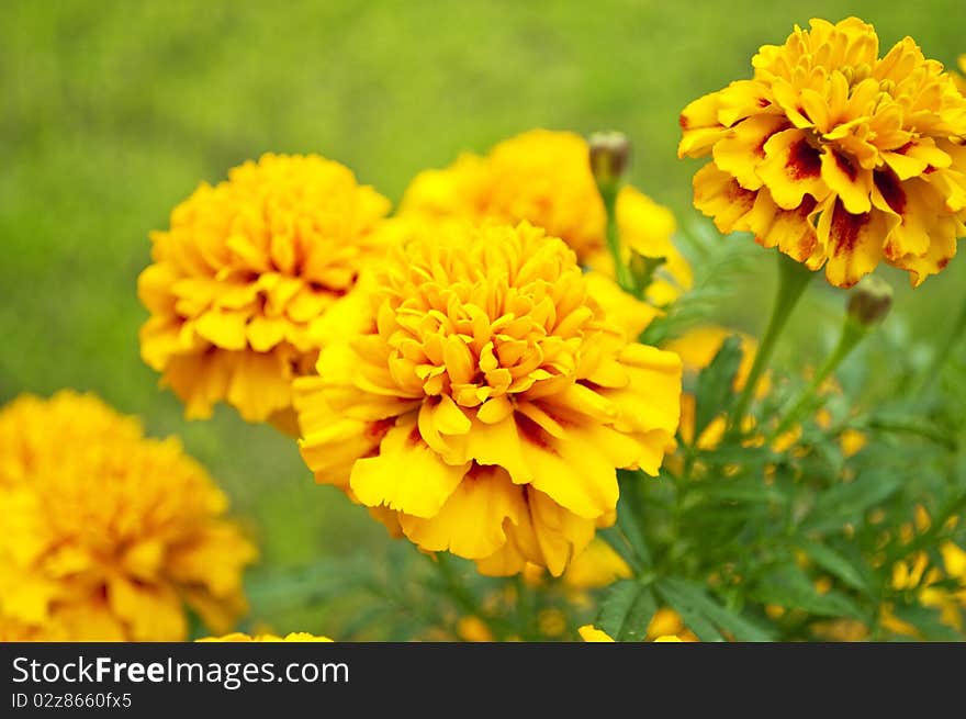 Detail of yellow flowers growing in garden