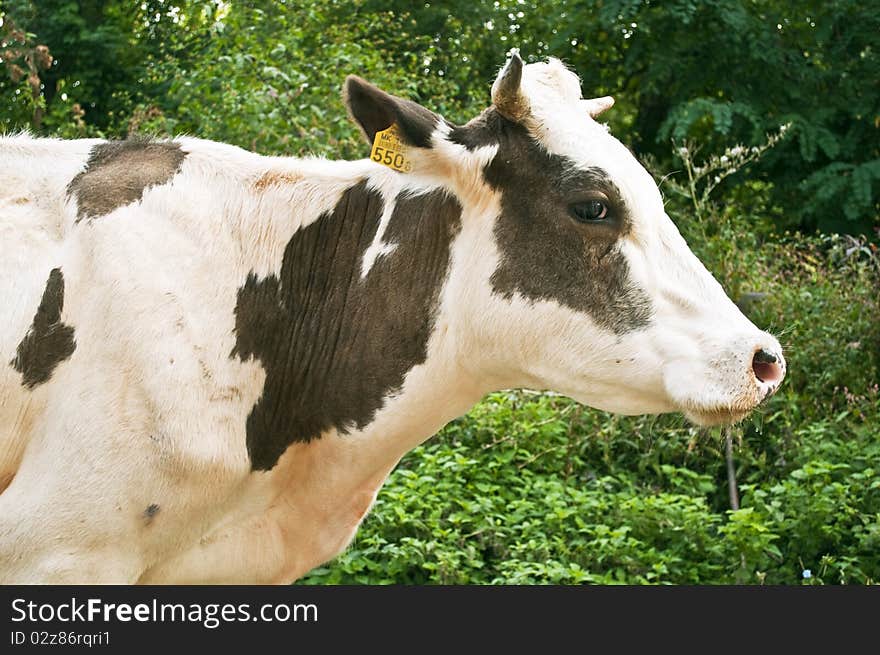 Image of a farm cow