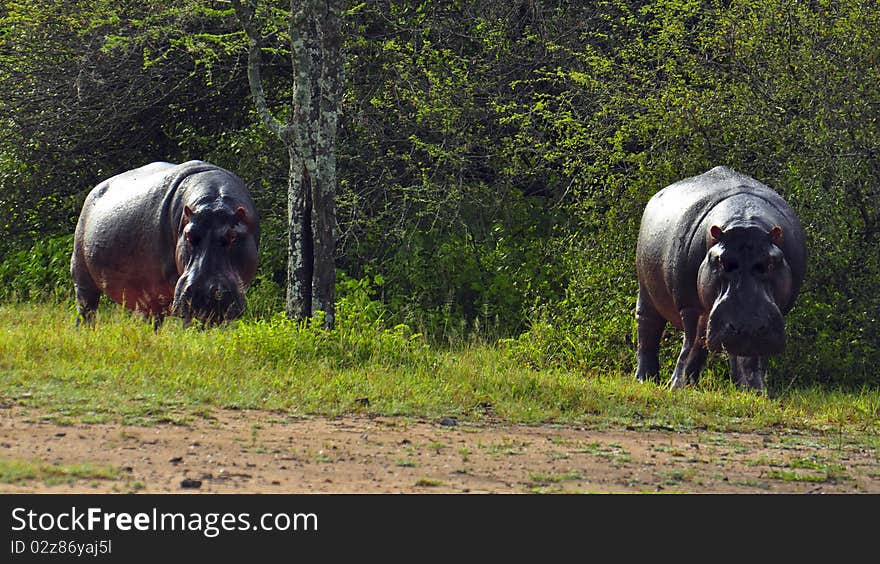 Hippos grazing on land.