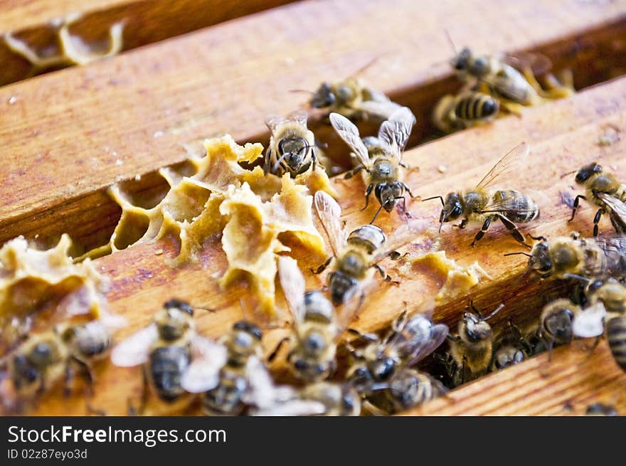 Working bees producing fresh honey