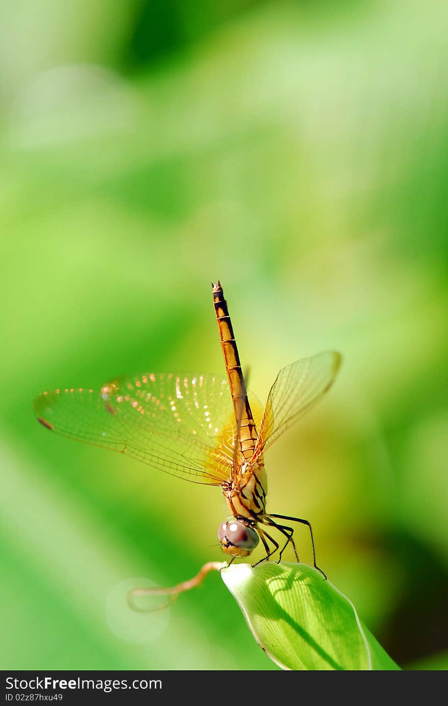 Dragonfly