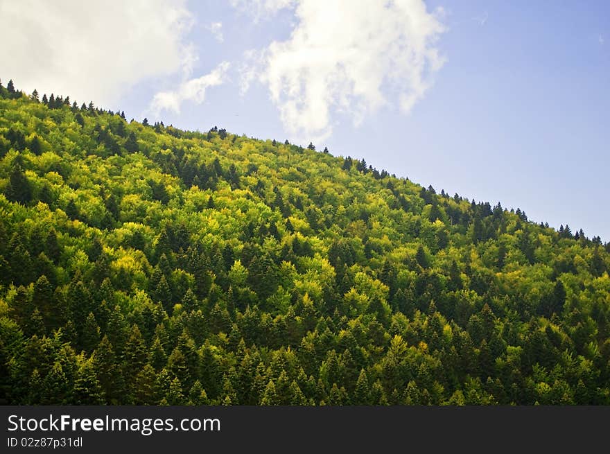 Natural landscape of green forest over bright blue sky