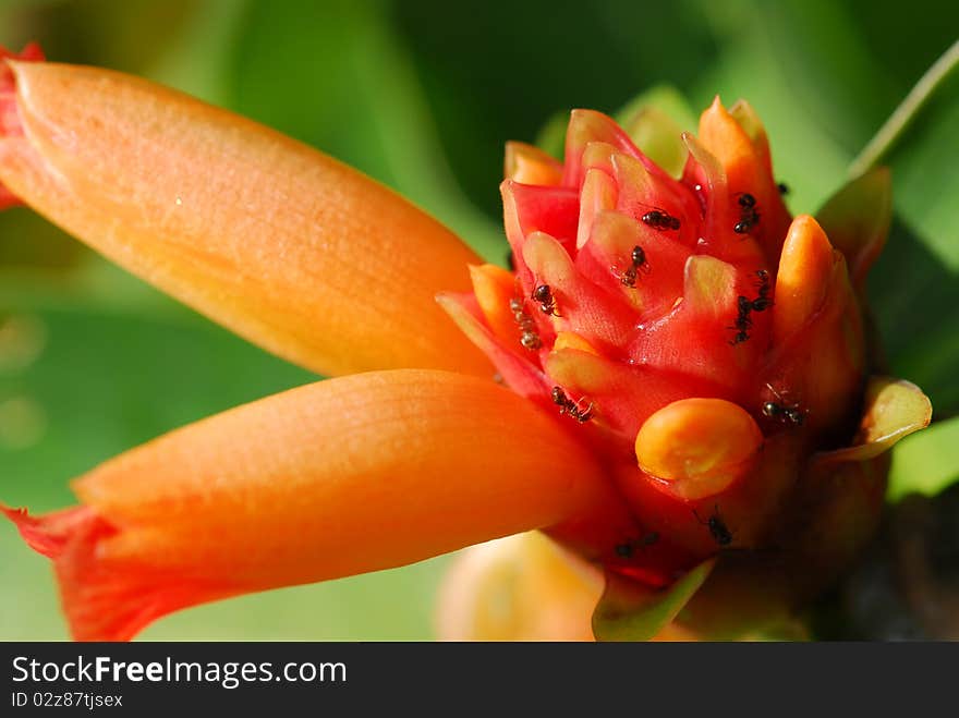 Costus productus