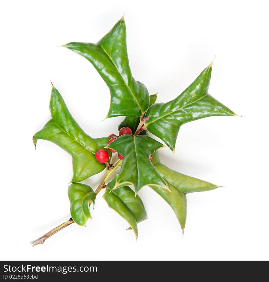 Holly ivy and pine needles isolated on white background