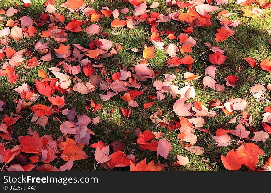 Autumn Leafs, Colors Of A Season.