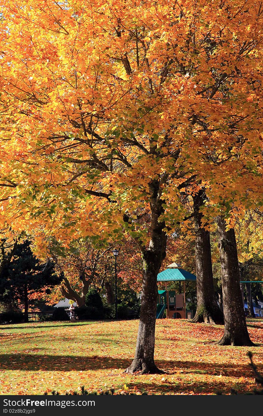 Autumn colors and changing season in a park, Oregon. Autumn colors and changing season in a park, Oregon.