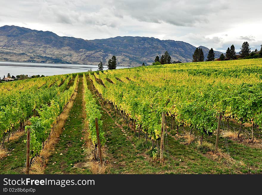 Vineyard in autumn next to lake and mountains. Vineyard in autumn next to lake and mountains