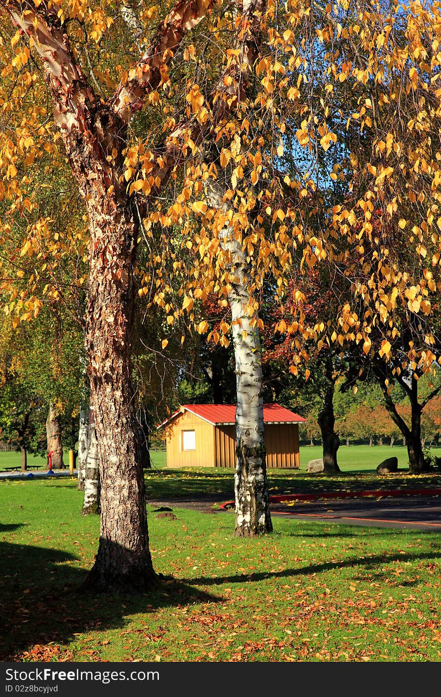 Peeling tree trunks bark and colorful leaves in a park. Peeling tree trunks bark and colorful leaves in a park.