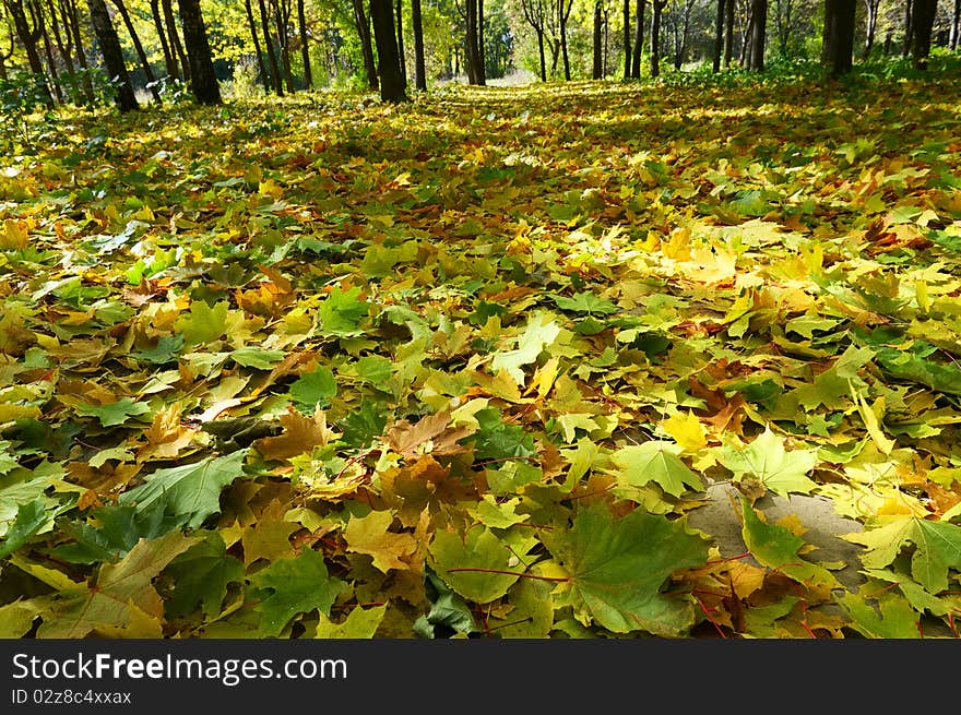 Golden autumn came in the grove.