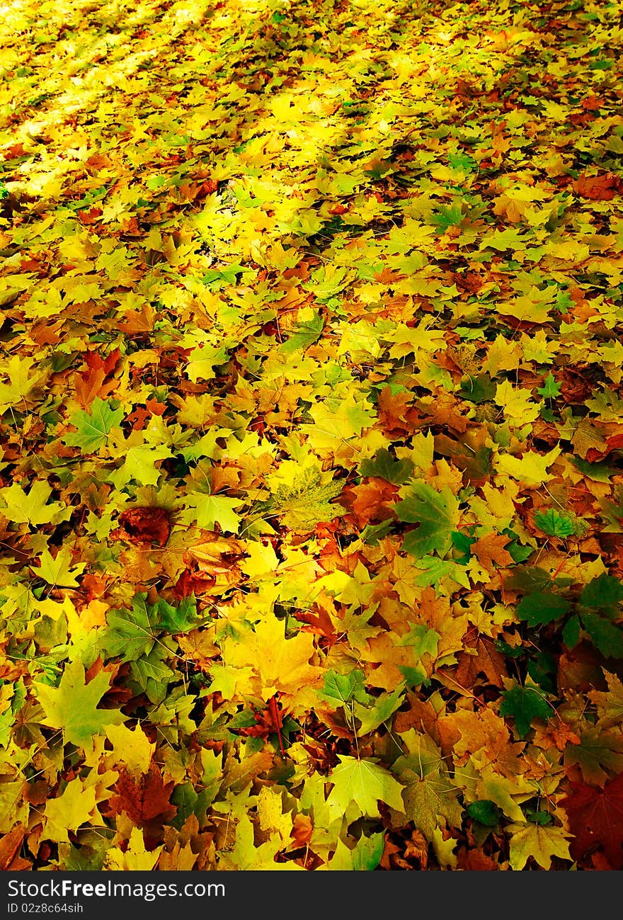 Wonderful Carpet Of  Autumn Foliage.