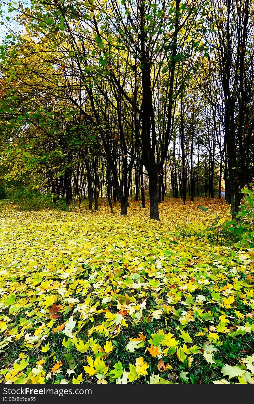 Golden fallen leaves on the land.