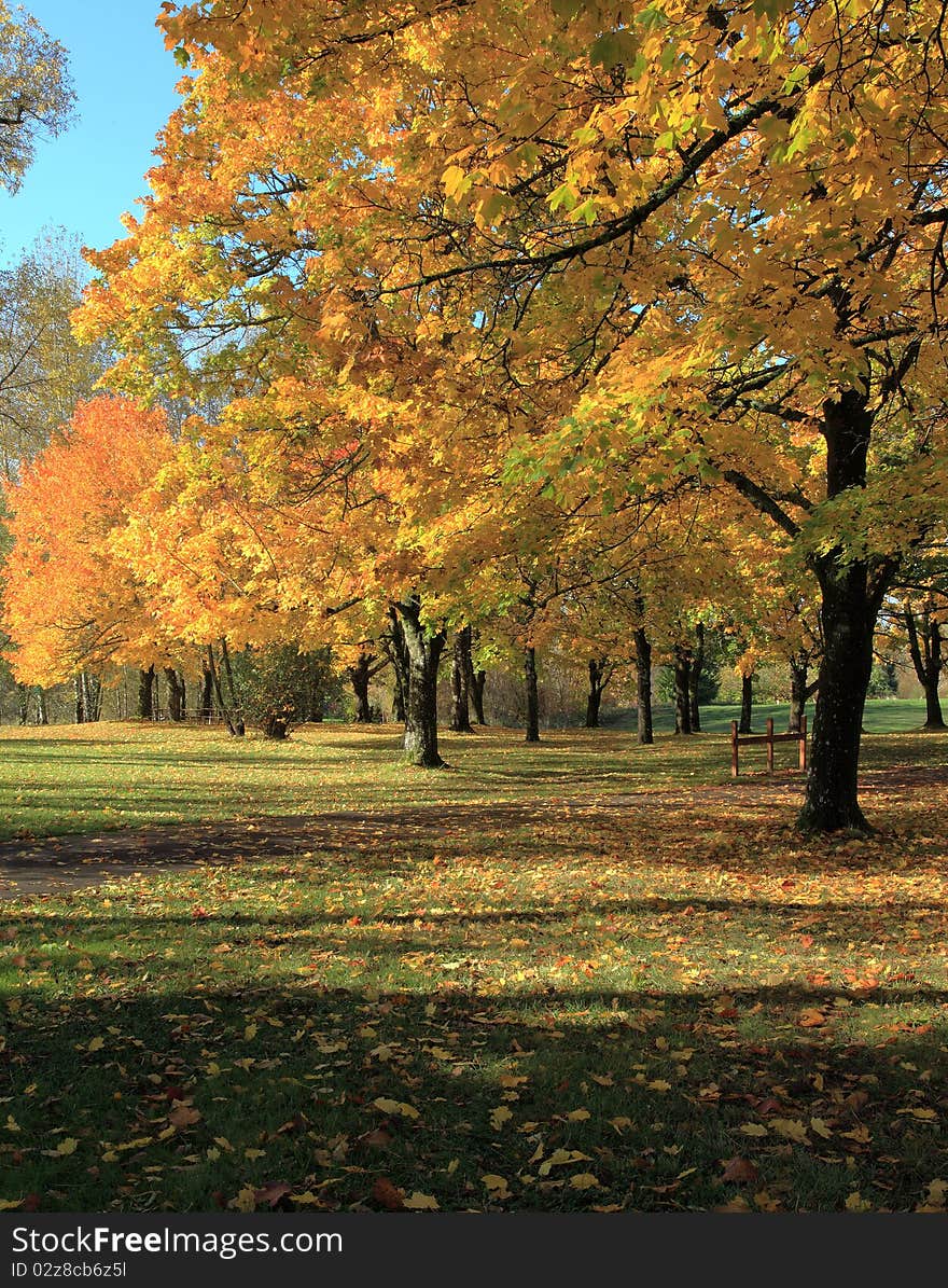 Fall colors adorn these trees in a park in Fairview, Oregon. Fall colors adorn these trees in a park in Fairview, Oregon.