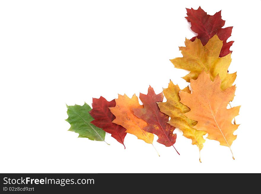 Beautiful autumnal leaves on a white.