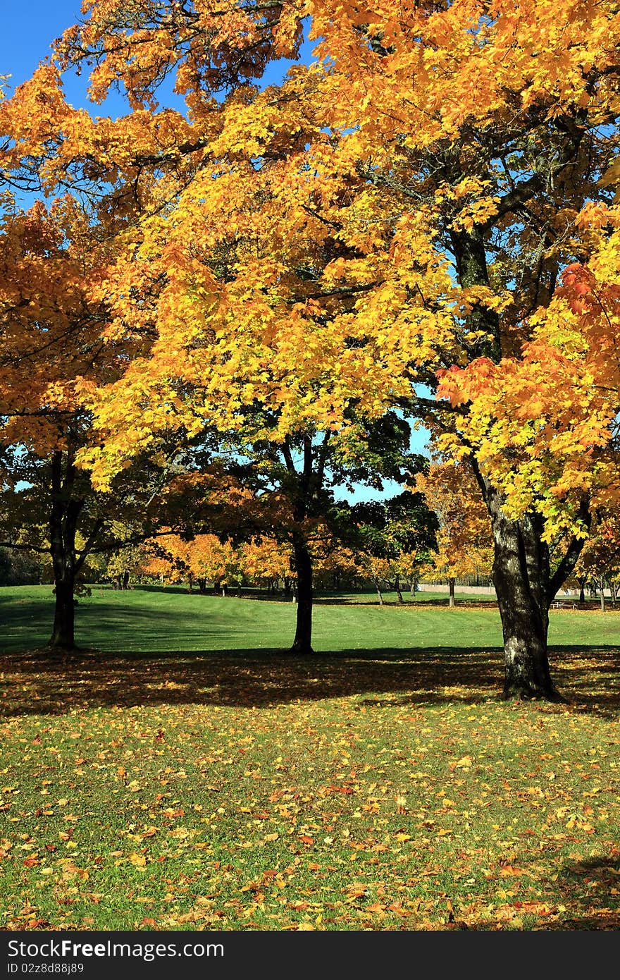 Autumn colors and changing season in a park, Oregon. Autumn colors and changing season in a park, Oregon.