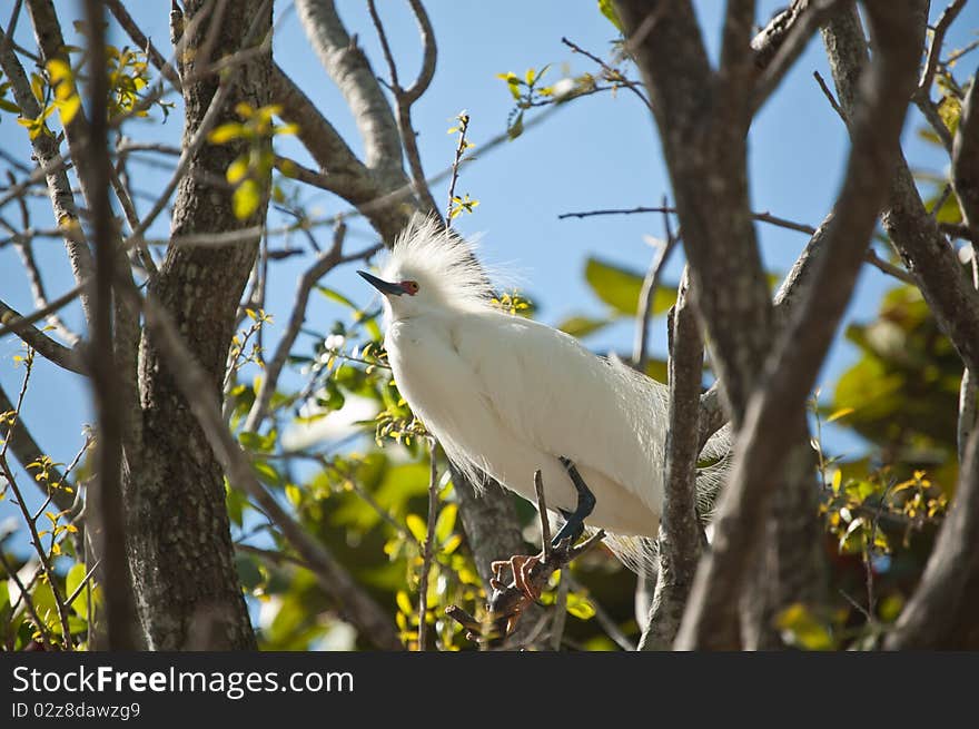 Snowy Egret Perched in a Tree