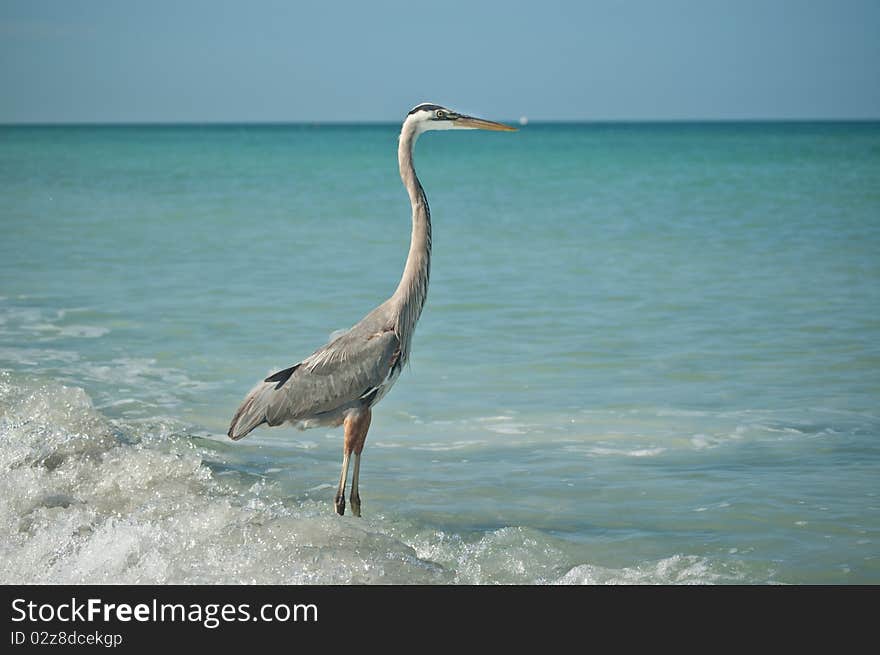 Great Blue Heron Standing on a Gulf Coast Beach