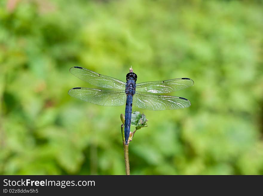 A deep blue dragonfly rests on a twig in front of a green out of focus background. A deep blue dragonfly rests on a twig in front of a green out of focus background.