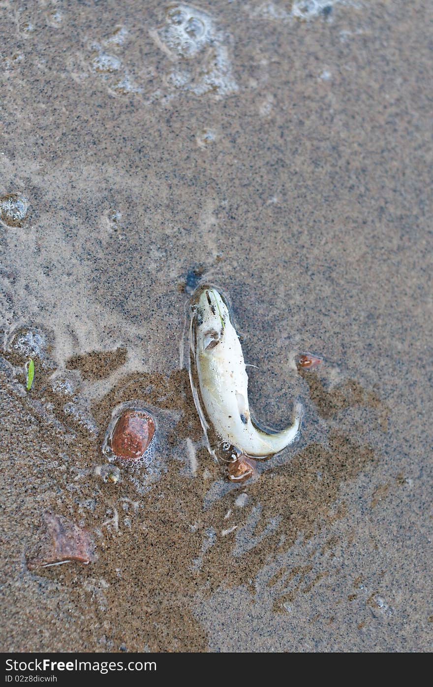 A small dead fish lies in the sand at the edge of a lake. A small dead fish lies in the sand at the edge of a lake.