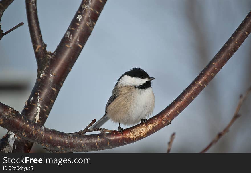 Black-capped Chickadee Perched On A Branch