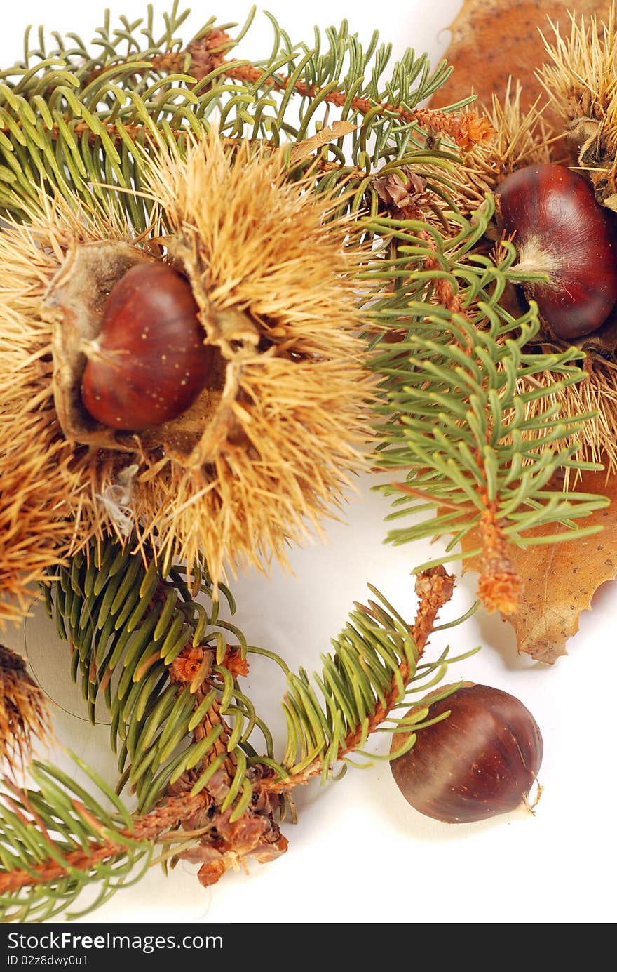 002 - Composition with chestnut curls and leaves on white background. 002 - Composition with chestnut curls and leaves on white background