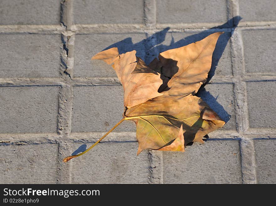 Dry autumnal leaf of platan tree on the city pavement. Dry autumnal leaf of platan tree on the city pavement