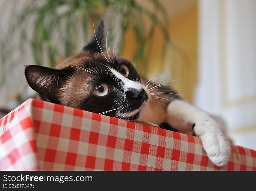 Beautiful purebred siamese cat lying down on a table