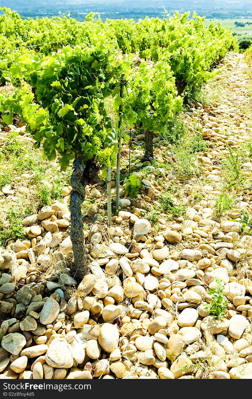 Vineyards near Chateauneuf-du-Pape, Provence, France. Vineyards near Chateauneuf-du-Pape, Provence, France