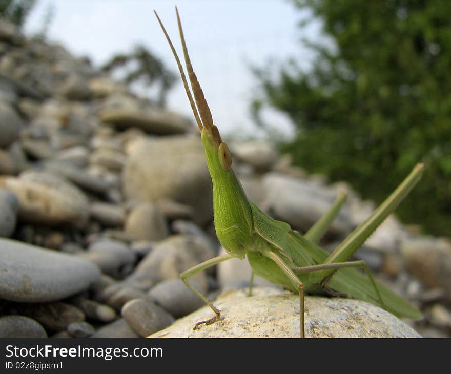 Mediterranean Slant-faced Grasshopper - acrida ungarica. Mediterranean Slant-faced Grasshopper - acrida ungarica