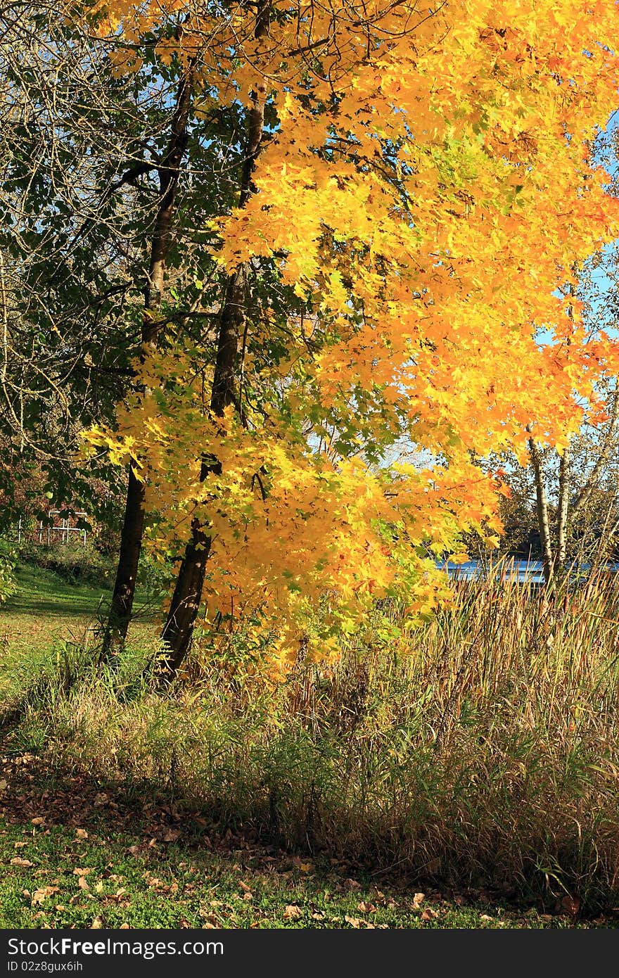 Autumn colors and changing season in a park, Oregon. Autumn colors and changing season in a park, Oregon.