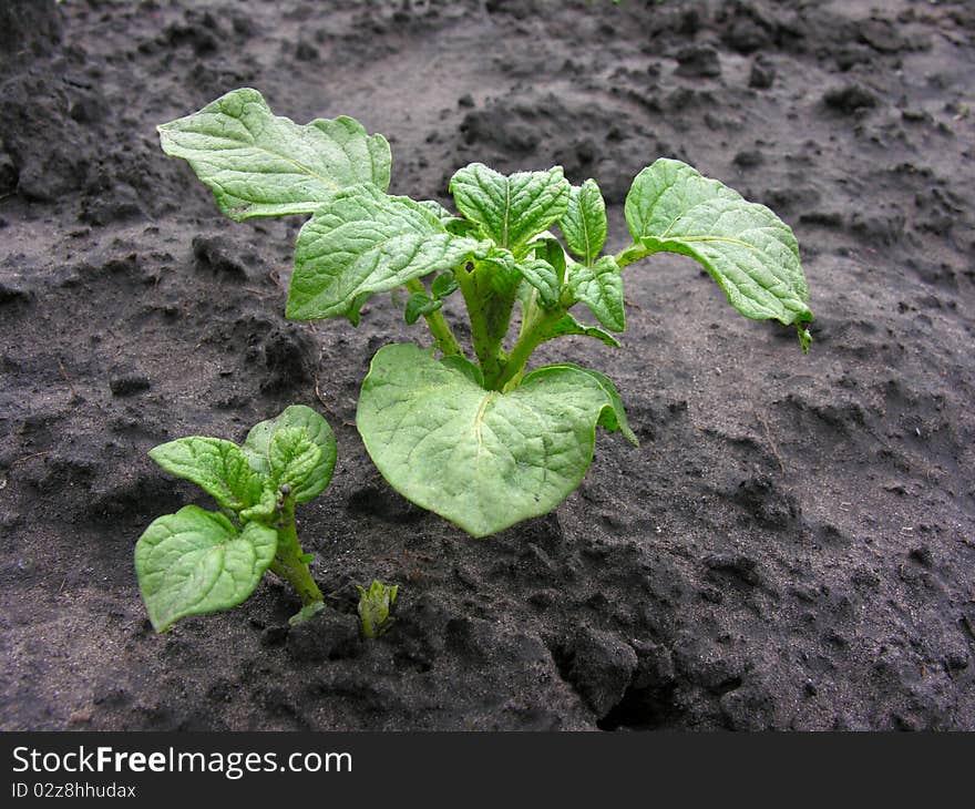 Potato sprout, organically cultivated plantation