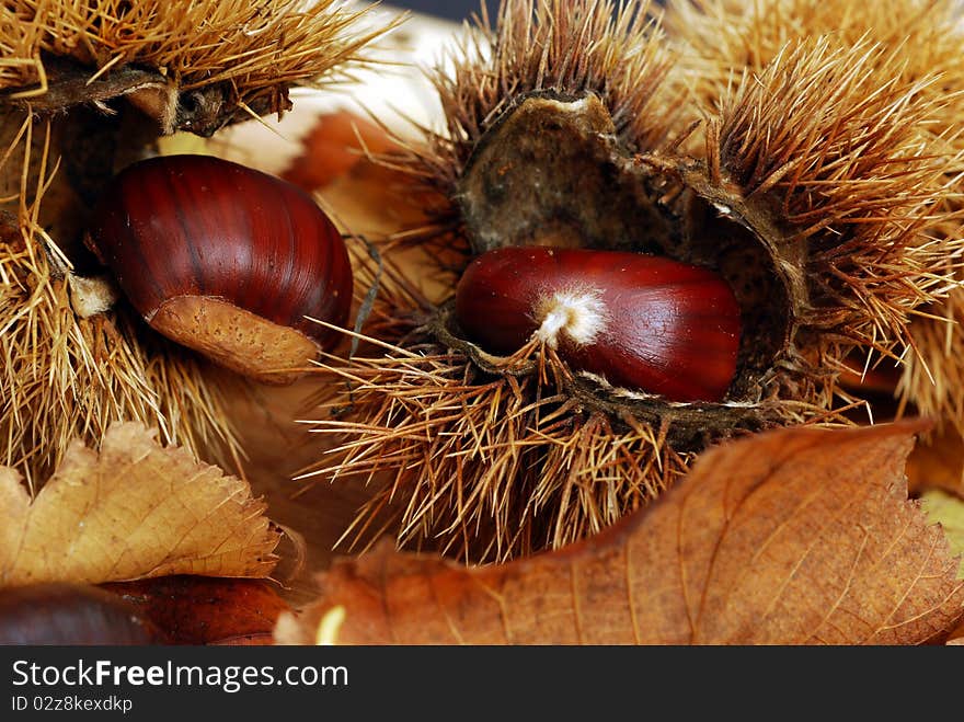 Chestnuts In The Hedgehog