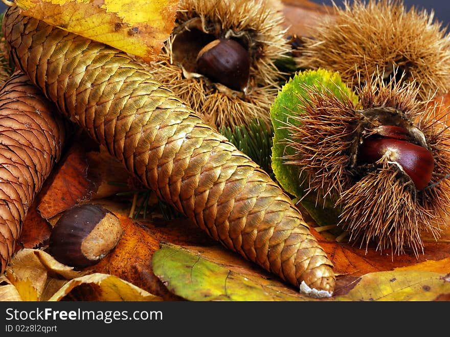 Scent of woods: chestnut and autumn colors. Scent of woods: chestnut and autumn colors