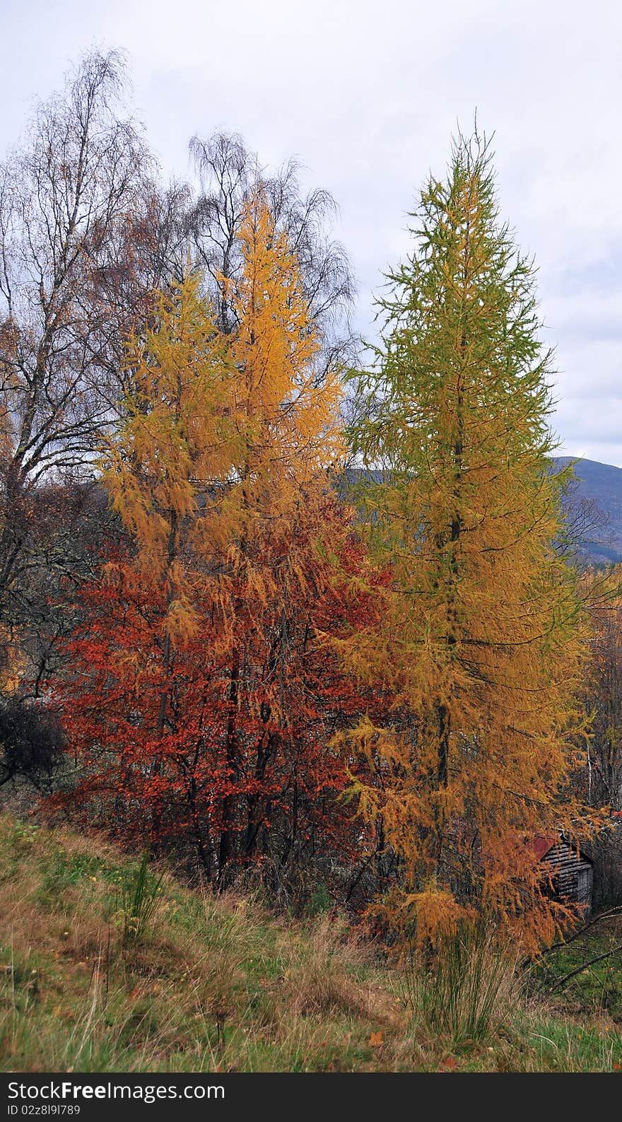 Trees in Autumn