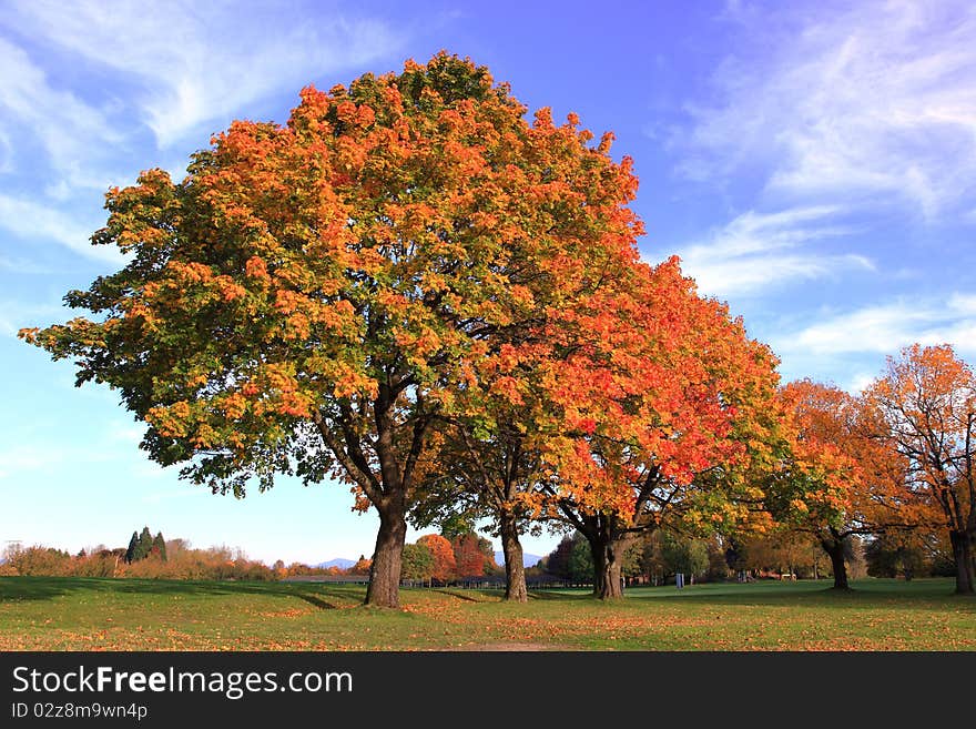 Autumn colors and changing season in a park, Oregon. Autumn colors and changing season in a park, Oregon.