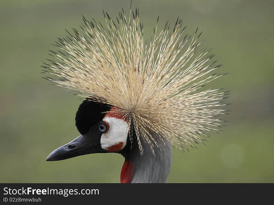 The Black Crowned Crane (Balearica pavonina) is a bird in the crane family Gruidae. It occurs in dry savannah in Africa south of the Sahara, although in nests in somewhat wetter habitats.