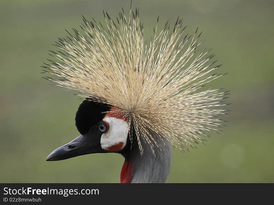 Black crowned crane