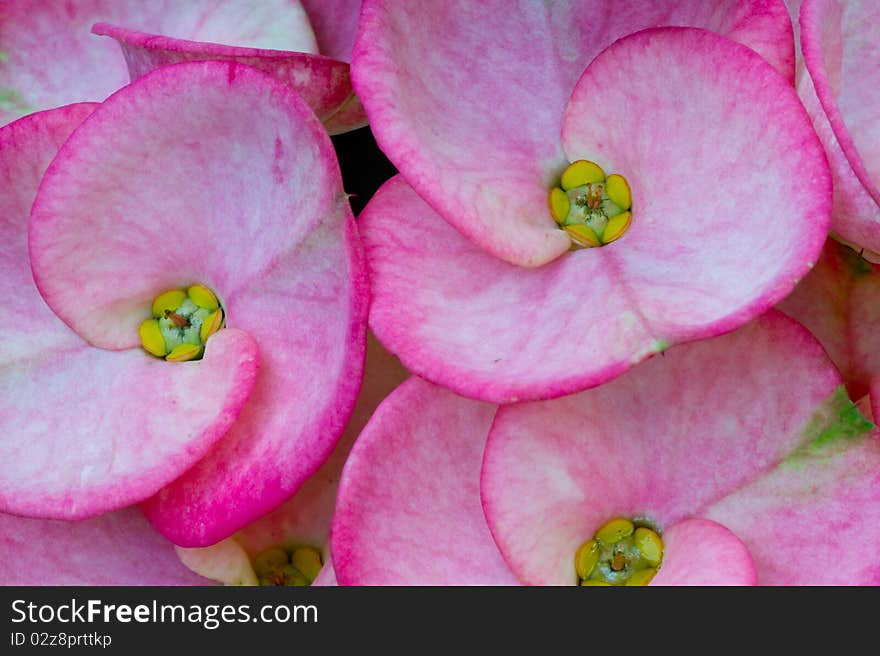 Close Up Of Pink Flowers