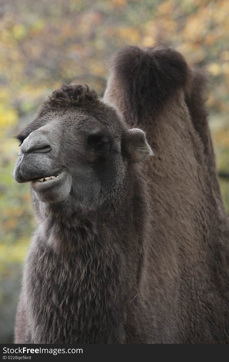 The Bactrian camel (Camelus bactrianus) is a large even-toed ungulate native to the steppes of central Asia.