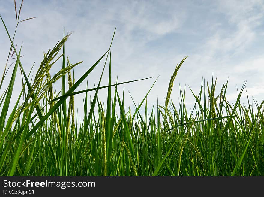 Closeup of rice on plantation